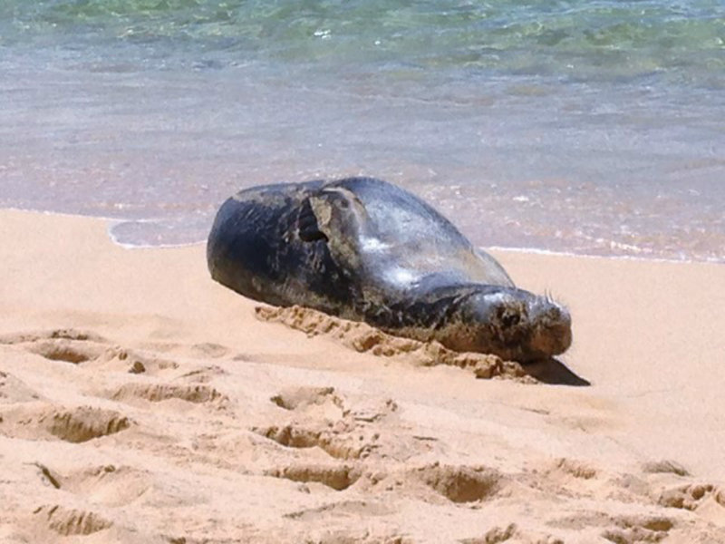 A Monk Seal Decided to Nap on the Beach