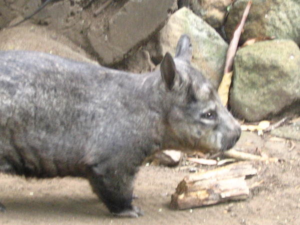 Wombat - cutie pie