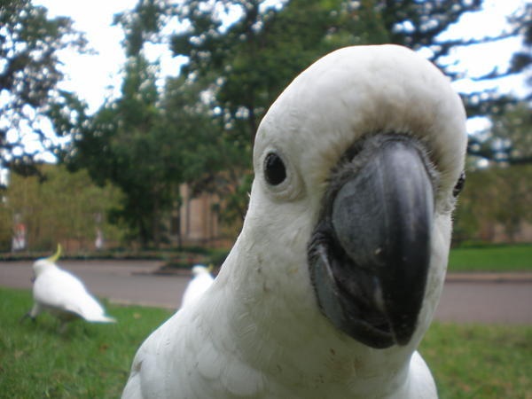 Friendly parrots in a Sydney park