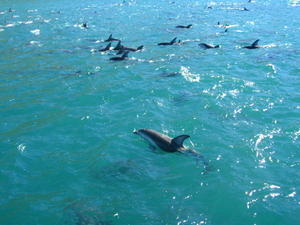 Kaikoura and the dolphins!
