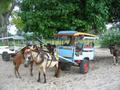Local transport on the islands