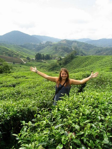 The Cameron Highlands - Tea plantations
