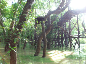 Flooded Forest (5)
