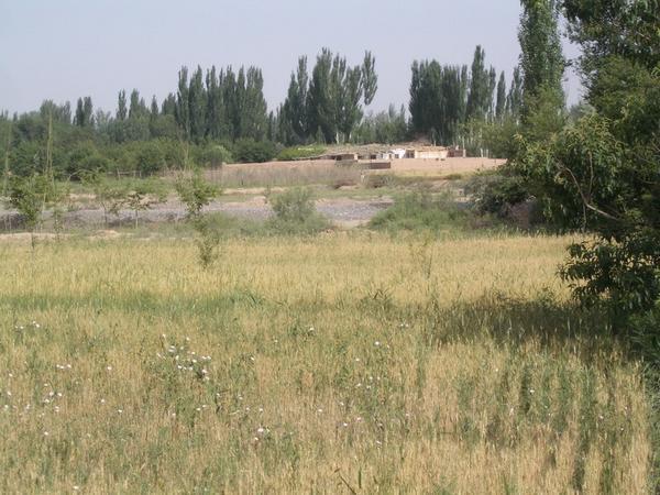 Fields behind the village