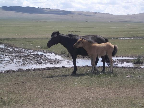 Typical Mongolia