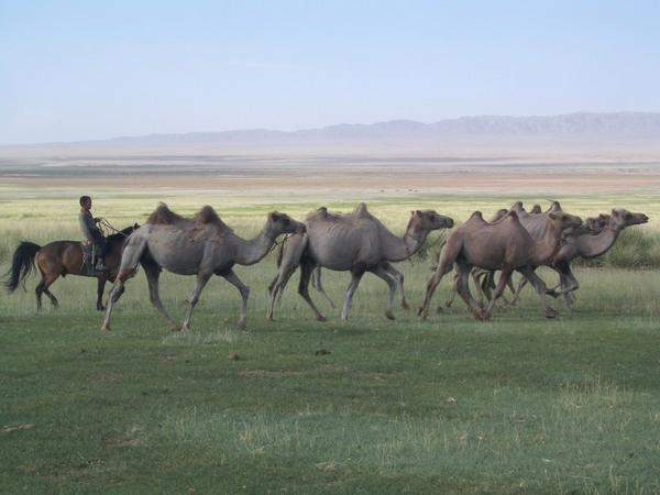 Leading the camels