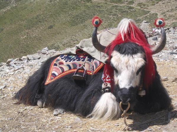 Tourist's yak
