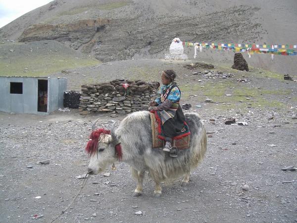 Local girl on a tourist yak...