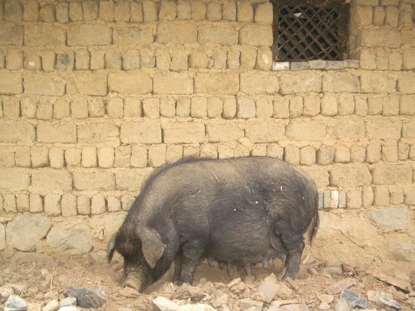 A pig in Zhongdian
