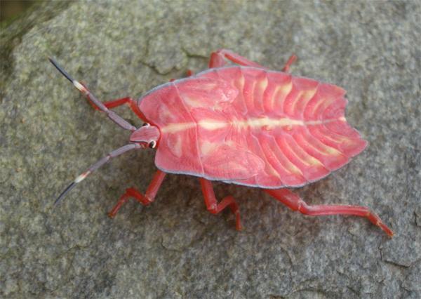 Pink bug
