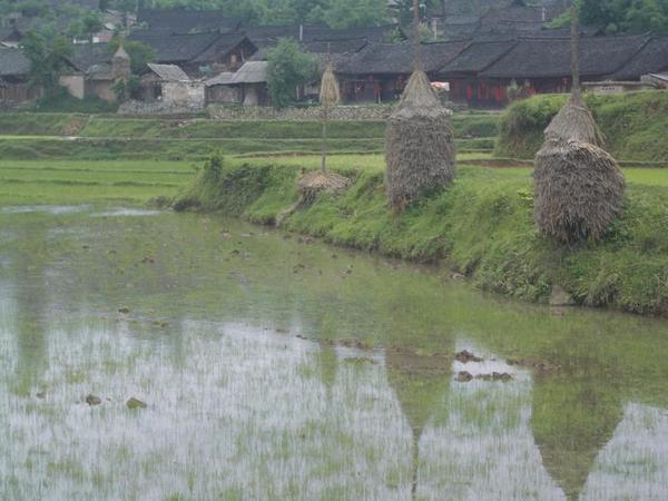 Matang village