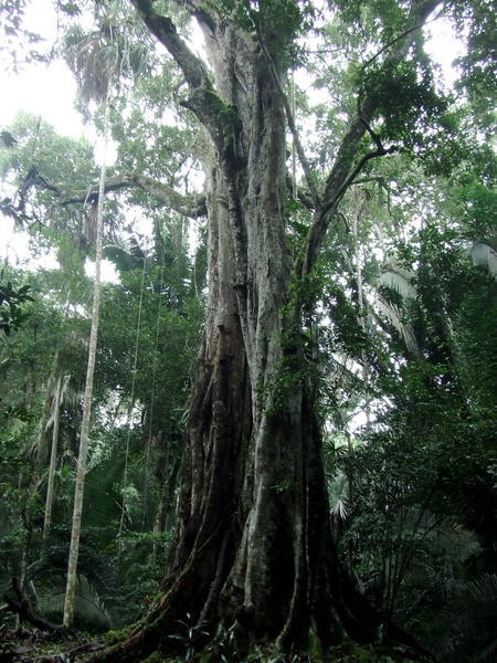 Mahogany Tree