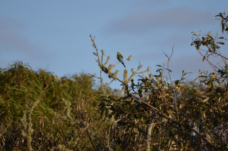 krásný ptáček - bee-eater
