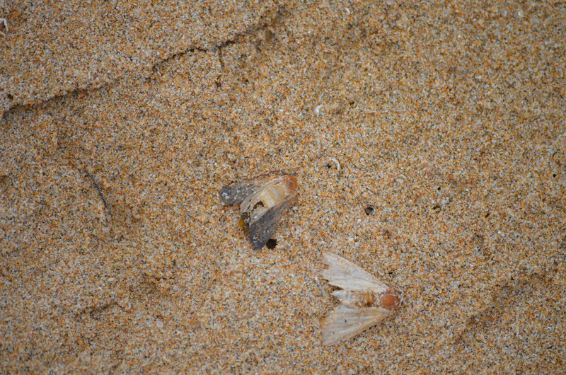 A do tretice mrtvy mouchy na stejny plazi. Co to ma znamenat? ;)