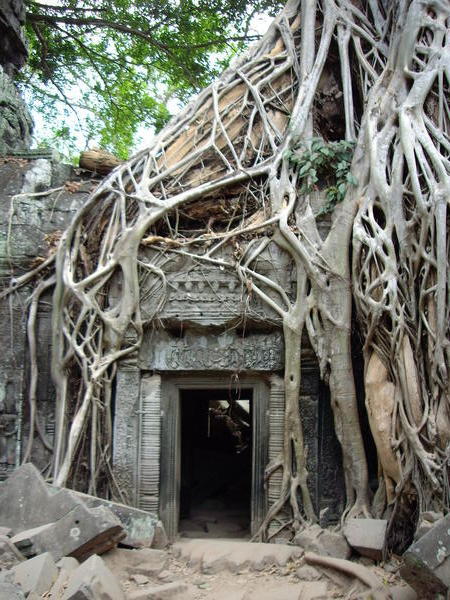 the  tomb raider tree temple thing