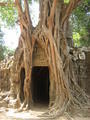 Temple being eaten by tree
