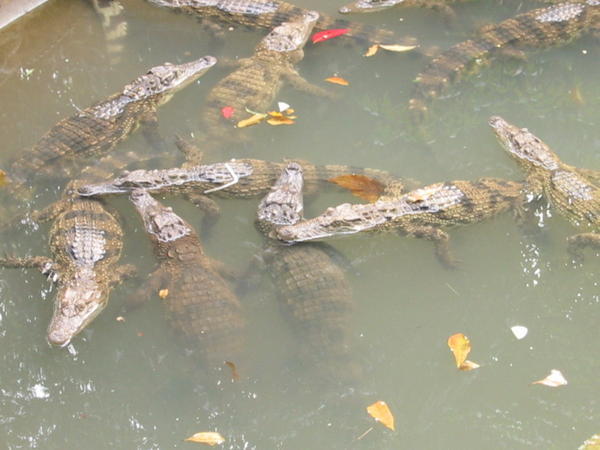 Gators, 