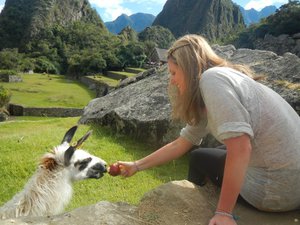 Machu Picchu feeding a Llama
