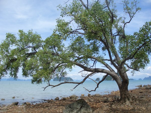 BEACH TREE