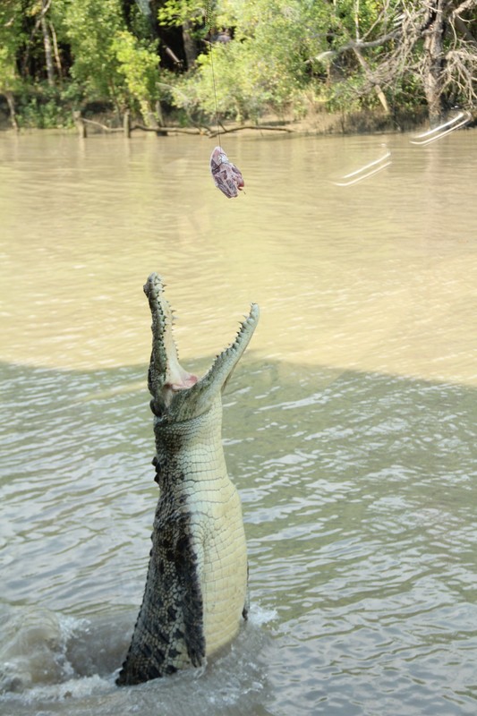 Adel. River Jumping Crocs
