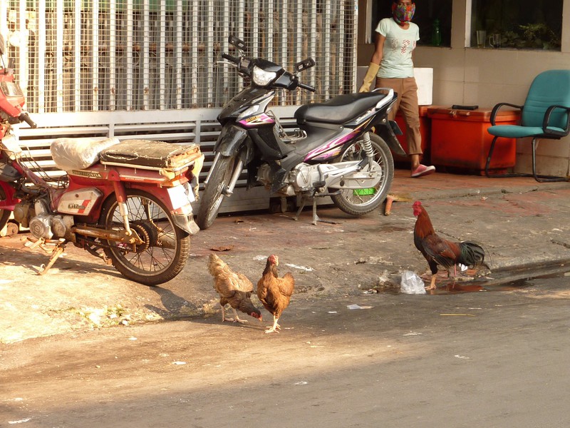 Chickens Roaming Free