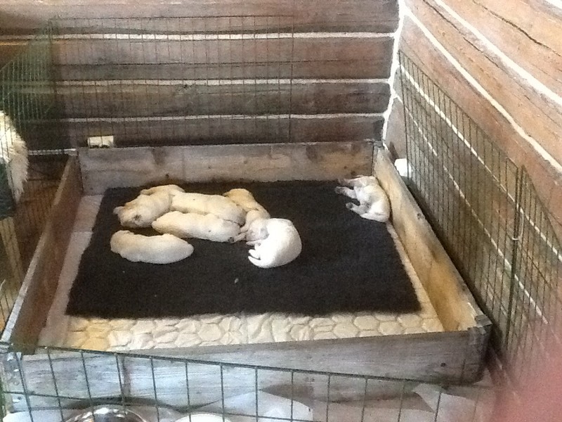 New puppies