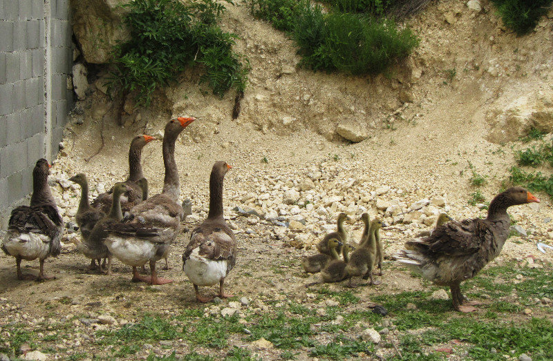 Basarbovo Geese