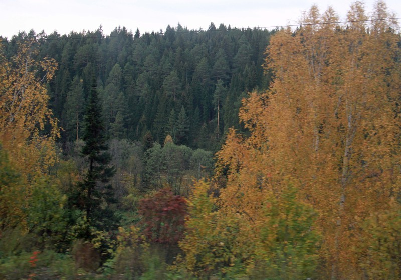 Taiga forests behind the deciduous trees