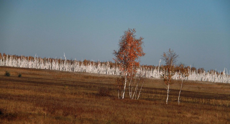 Birch trees without leaves