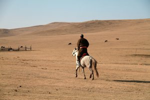 Mongolian heading of to round up horses