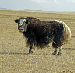 Mongolian Yak