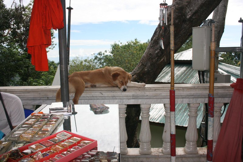 Temple Dog...chillin'