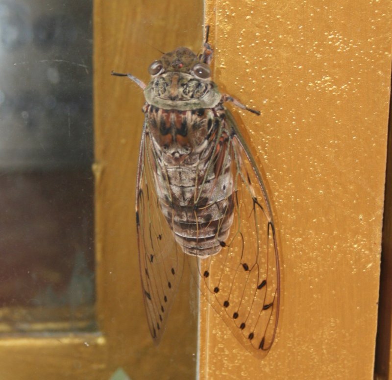 Cicada (or something like that)