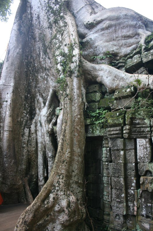 Ta Prohm...roots wrapped around temple