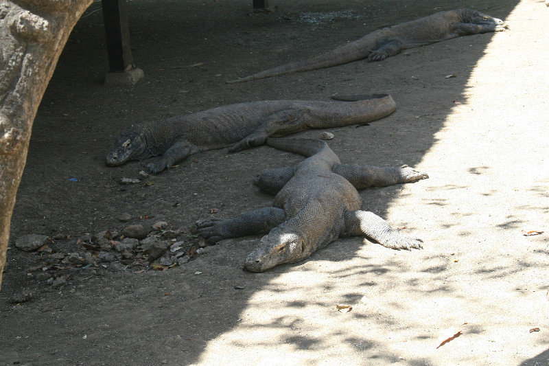Dragons lying in the sun