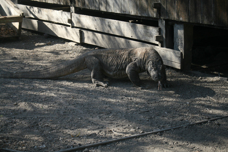 Active Komodo dragon by the ranger station