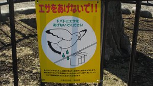 Bird poo warning - at a temple