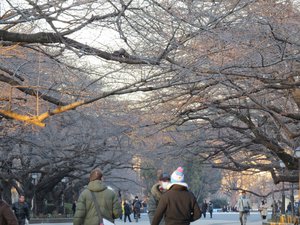 Empty Cherry blossom trees in Ueno park