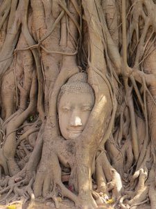 Buddhas head in the roots of a banyan tree