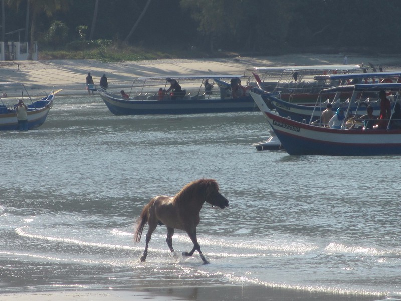 Young foal running along Monkey beach