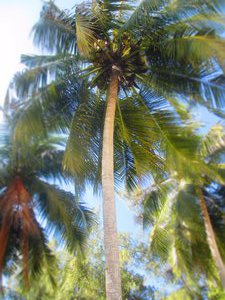 Warning: Falling coconut