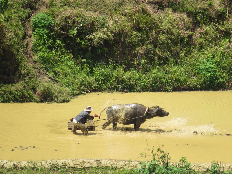 Farmer cooling his water buffalo down