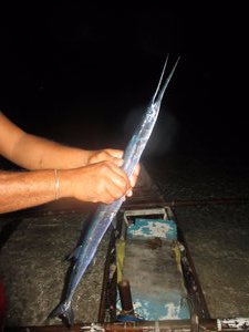 Fisherman's catch: A large needle fish