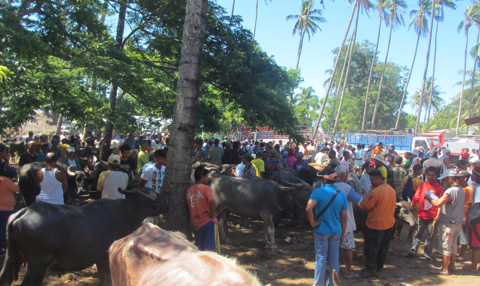 cattle-auction-photo