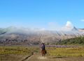 Horse rider on his way to Bromo