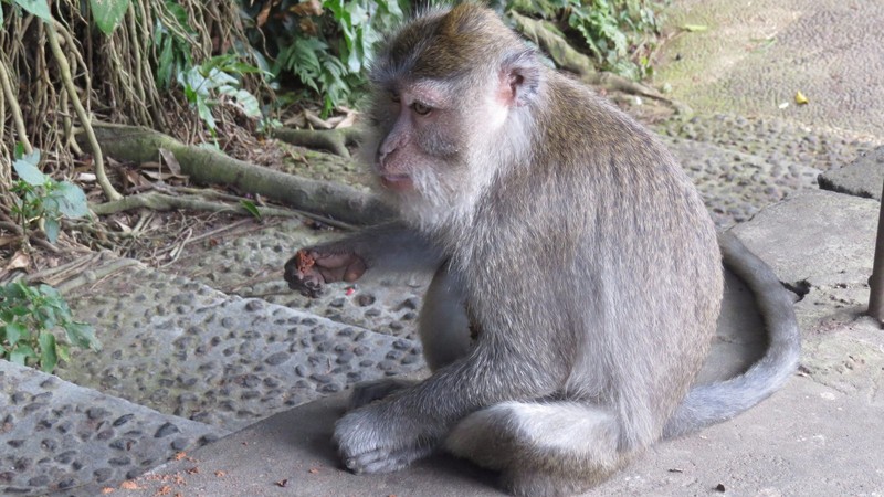 Macaque monkey just chilling in the Monkey forest