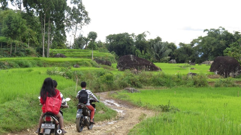 Rice terraces during our trek in Batuttumonga