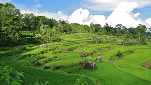 Beautiful rice terraces in Batuttumonga