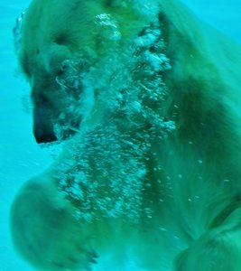 Polar bear takig a dip 