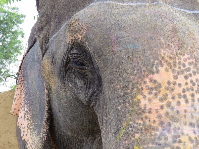 The eye of an elephant 